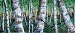 landscape, forest, woods, trees, birch, aspen, summer, spring, original watercolor painting, gabetta