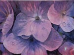 still life, flowers, hydrangea, purple, color, plant, original watercolor painting, gabetta