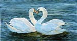 seascape, sea, swan, swans, birds, water, sundown, original watercolor painting, gabetta